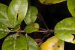 Chapman's rhododendron